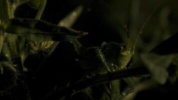 proche en haut de vert gros scarabée séance sur le vert plante tige. créatif. un insecte dans le herbe de le champ, été la nature. video