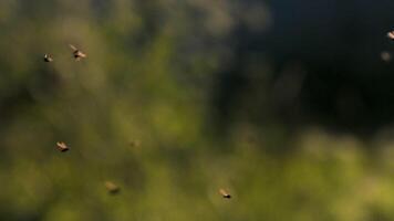 suddig bokeh bakgrund med flygande insekter. kreativ. flock av flugor i solljus i de grön trädgård. video