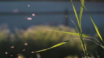 essaim de les moustiques en volant dans lent mouvement en dessous de le brillant Soleil. créatif. petit insectes en volant au dessus vert herbe. video