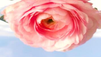 Macro beautiful rose being put upside down underwater on a light blue background. Stock footage. Blossoming soft flower close up view. video