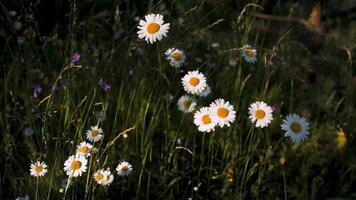 Beautiful daisies in green grass in meadow. Creative. Bright daisies on green sunny meadow. Summer meadow with beautiful chamomile flowers video