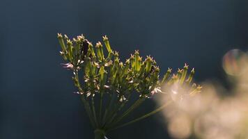 macro fotografie in natuur. creatief. klein bloemen Aan welke zwart kevers kruipen en Aan welke de stralen van de zon schijnen. video