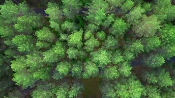 View of the forest from helicopters. Clip. Huge, tall green trees in the forest next to the road video