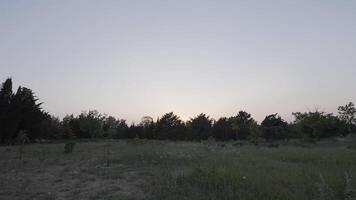 Sommer- Wiese umgeben durch immergrün Kiefer Baum Wald. Aktion. natürlich Landschaft mit das Grün Feld und Nadelbaum Holz. video