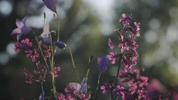 violet fleurs dans macro la photographie. agrafe. violet petit fleurs avec mince pétales et des arbres derrière. video