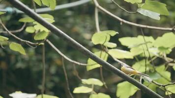 une oiseau en marchant sur une arbre. Créatif . une petit oiseau en marchant sur une mince branche video