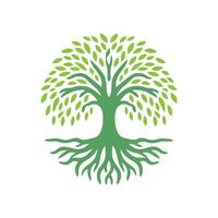 raíz árbol logo. raíz de el árbol logo símbolo ilustración diseño, roble árbol Clásico logo diseño vector