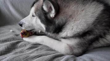 The dog licks his favorite toy while lying on the sofa. A happy Siberian husky relaxes on a gray background with her fish. video