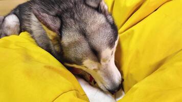 Alaska malamute obras de teatro con un juguete en un hogar silla. horizontal de cerca vídeo - un perro es cautivado por un nuevo juguete. un linda mascota en un amarillo silla mastica un anti estrés juguete. video