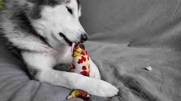 un alaskan malamute chien détient une coloré jouet dans ses pattes, mensonge sur une gris Contexte. le image rayonne calme et affection. video