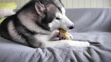 contento joven Alaska malamute perro acostado en el sofá y jugando con un juguete pez. video