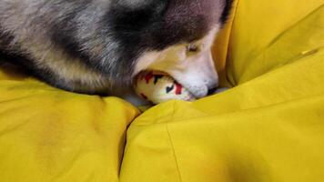 Dog and fish. A large white and gray Alaskan Malamute dog on a yellow chair plays with a toy. video