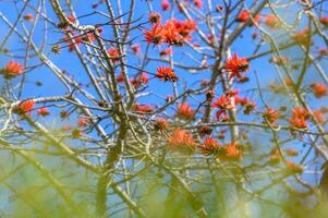 Indian coral tree blooms in Cyprus 3 photo