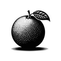 Photorealistic Grapefruit Segment Black and White Illustration vector