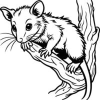 Opossum line art on white background. Animal coloring pages. opossum silhouette vector