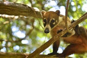 Coati balanced between the branches photo