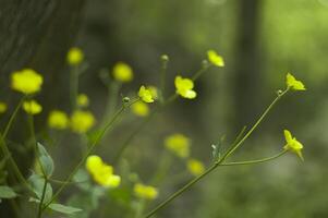 A sea of yellow flowers photo