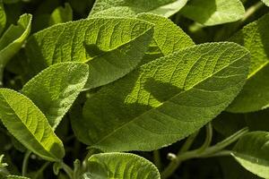 Sage leaves detail photo