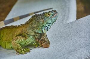 iguana verde del pacifico 3 foto