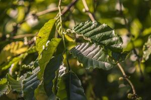 Coffee plant detail photo