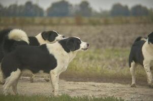 Black and white dogs in the countryside photo