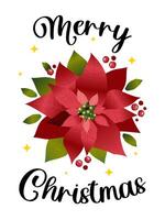 Merry Christmas. Euphorbia is the most beautiful or poinsettia. Vertical festive new year banner with white background. vector