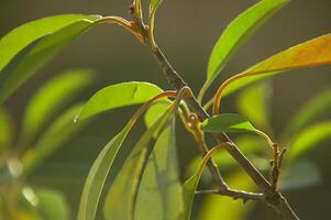 detail of hedge leaf petiole photo