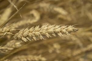 Grain of wheat photo