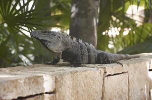 Magnificent portrait of a green iguana photo