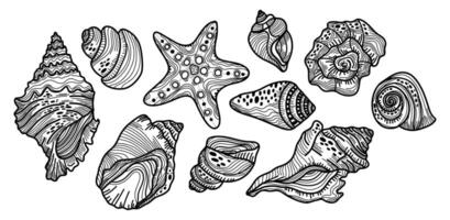 Line set of different seashells on a white background. Sketch of different decorations for the beach or sea vector