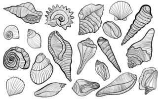 Line set of different seashells on a white background. vector