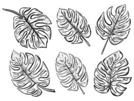 Sketch drawing of monstera leaf set linear on a white background. illustration of tropical trees. vector