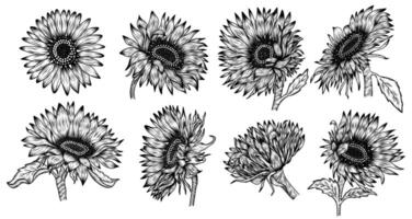 conjunto de diferente Clásico girasoles en bosquejo estilo desde diferente anglos en negro en un blanco antecedentes vector