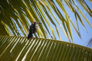 The crow in the palm leaf photo