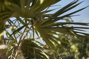 Just palm leaf photo