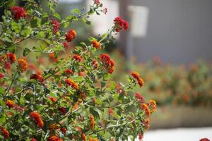 Red Flower in foliage photo