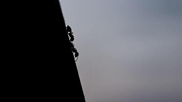 Ant Silhouettes on the March photo