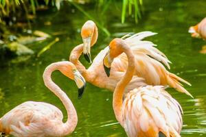 Pink flamingos perched in a pond 3 photo