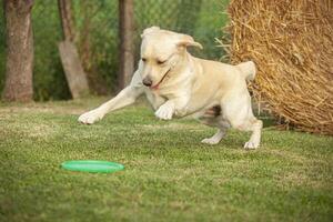 Labrador perro jugar en campo 8 foto