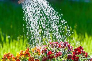 Closeup view of a watering beautiful garden flowers photo