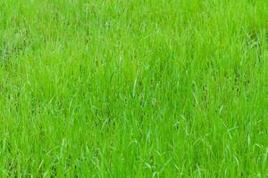 green grass as texture, background photo