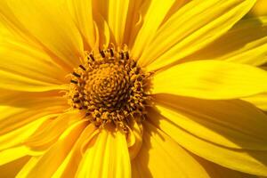 Closeup view of yellow flowers illuminated by the sunlight photo