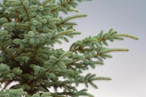 Closeup view of a blue spruce branches photo