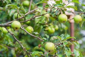 green apples ripen on a tree photo