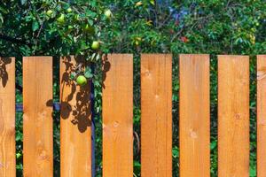 Fragment of a wooden fence with apple tree on the background of a green garden background photo