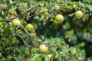 green apples ripen on a tree photo
