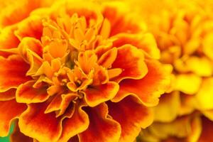 Orange and yellow marigold flowers in the garden closeup photo