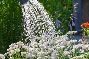 Closeup view of a watering beautiful garden flowers photo