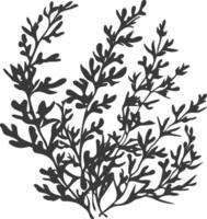 Silhouette seaweed plant black color only vector