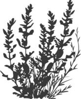 Silhouette seaweed plant black color only vector